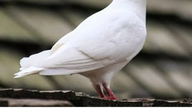 Burung Merpati