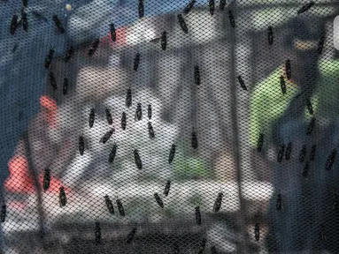 Petugas DLH DKI Jakarta melakukan perawatan ulat maggot di Tanjung Priok, Kamis (24/6/2021). Budi daya ulat maggot atau larva lalat Black Soldier Fly (BSF) ini memanfaatkan sampah organik bertujuan mengurangi pencemaran lingkungan dari sisa-sisa makanan rumah tangga. (merdeka.com/Iqbal S. Nugroho)