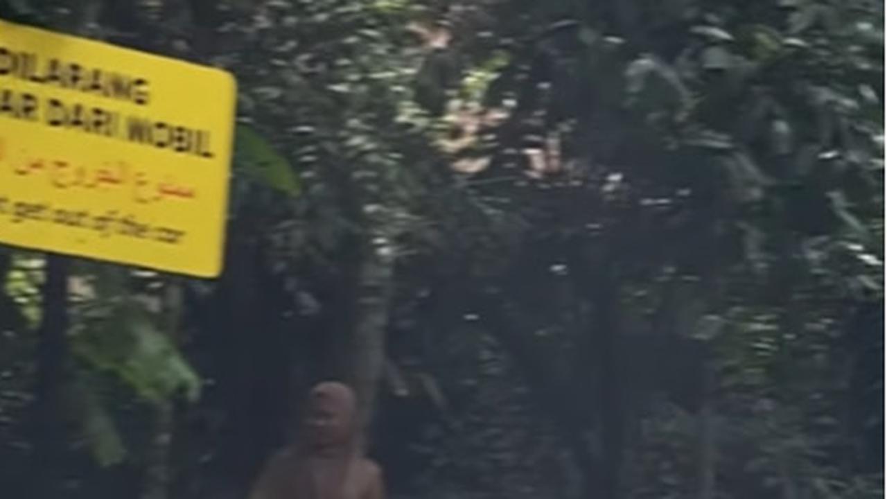 Viral Pengunjung Taman Safari Bawa Bocah Nekat Keluar Mobil Sambil Jalan Santai Saat Safari Journey, Ini Penjelasan TSI