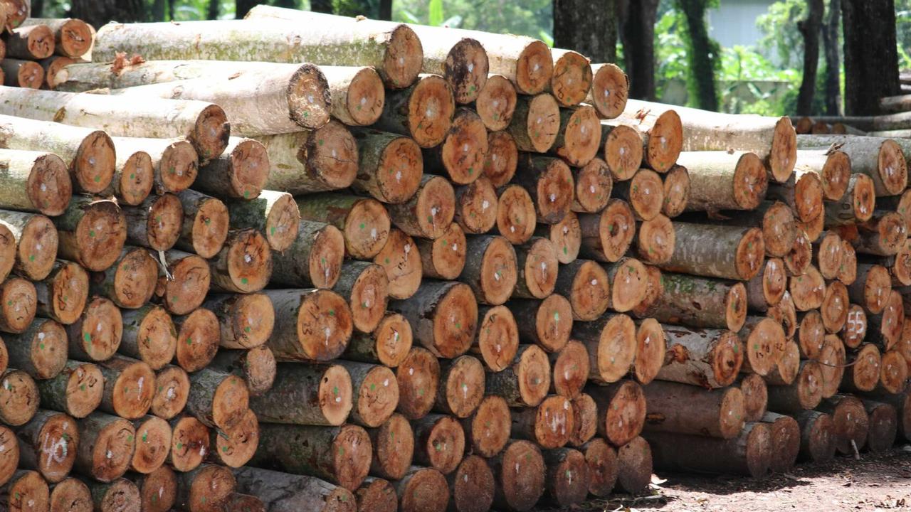 8 Jenis Kayu Termahal Indonesia yang Mendunia, Harganya Capai Ratusan Juta Per Kilo