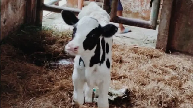 6 Potret Domba dan Kambing Gemas Ini Bikin Kasihan Jika Harus Dikurban