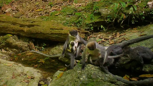 Lutung Kutai