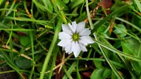 Sekuntum bunga Gentiana atau bunga paling pemalu sedunia dapat menutup kelopaknya dalam hitungan detik setelah disentuh. (Xinhua)