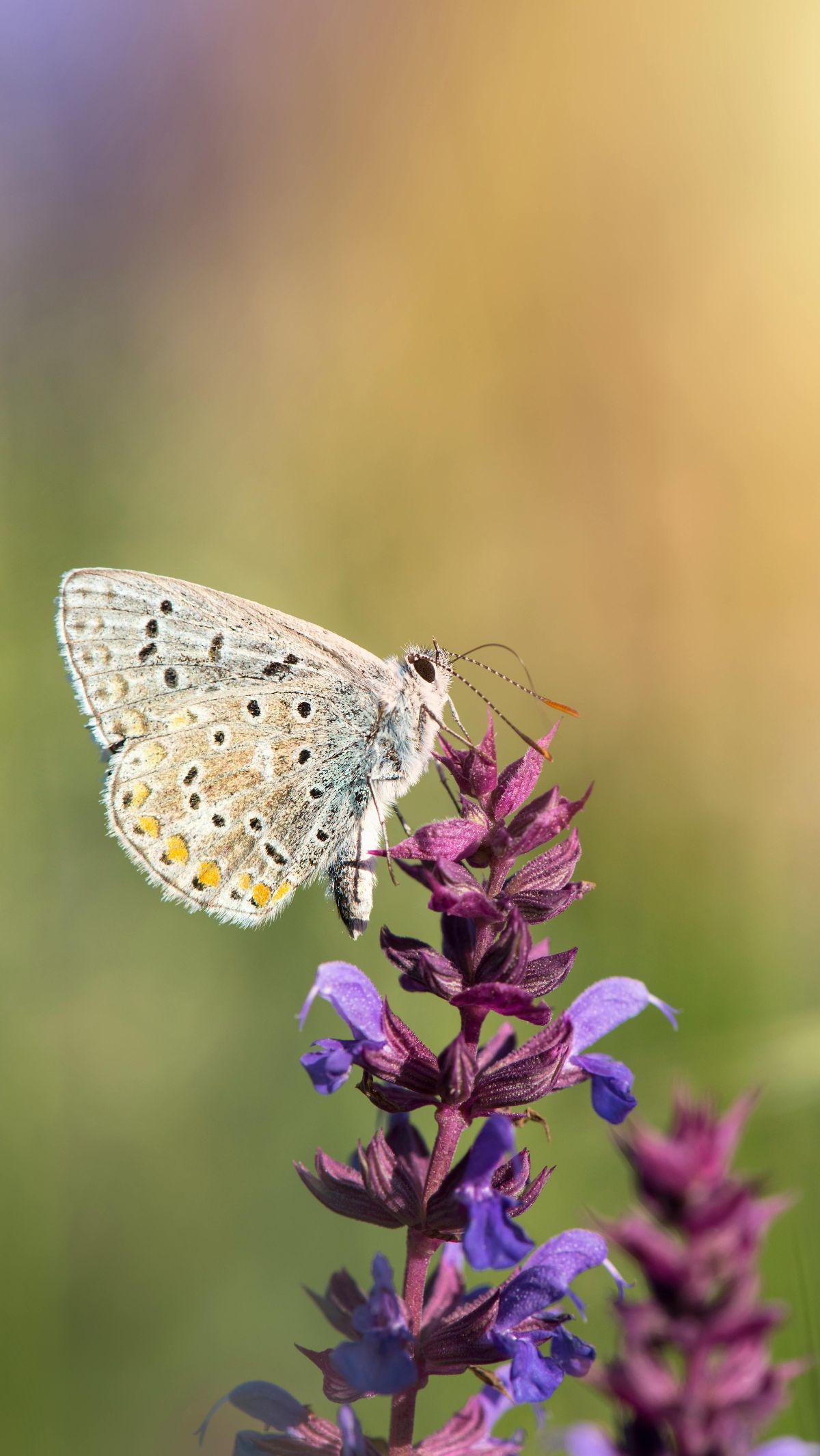 <b>Bunga Lavender</b><br>