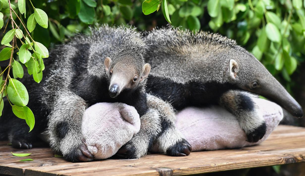 FOTO: Taman Safari di China Kenalkan Bayi Tenggiling ...