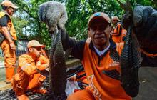 Ternyata Bernutrisi, Ikan Sapu-Sapu Juga Mengandung Risiko Logam Berat