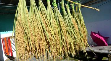 Masyarakat memiliki metode pemuliaan padi verietas dengan teknik yang disebut “Nglonggor”, yakni memilih padi terbaik di sebuah hamparan. (Foto: Liputan6.com/Muhamad Ridlo)