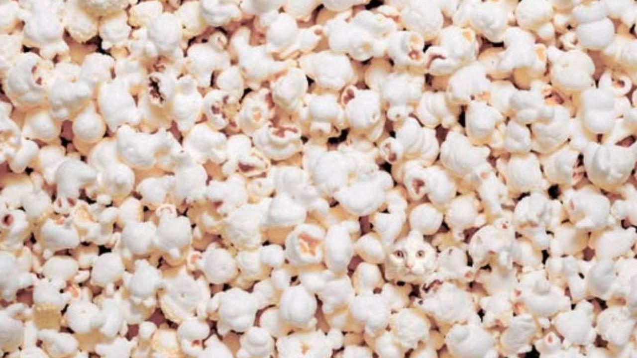 Temukan Kucing Tersembunyi di Gambar Popcorn Ini, Buktikan Kamu Ahli ...