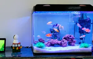 7 Jenis Ikan Hias Kecil yang Cocok untuk Wadah Mini, Cantik dan Mudah Dirawat Pemula