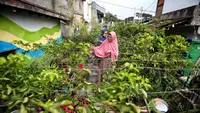 13 Bumbu yang Bisa Ditanam Sendiri di Rumah, Bisa Hemat Belanja Dapur Keluarga