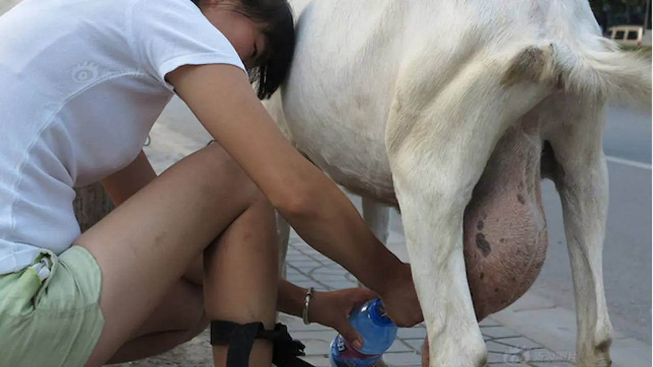 Pasangan Ini Jual Susu Kambing Segar Langsung Perah