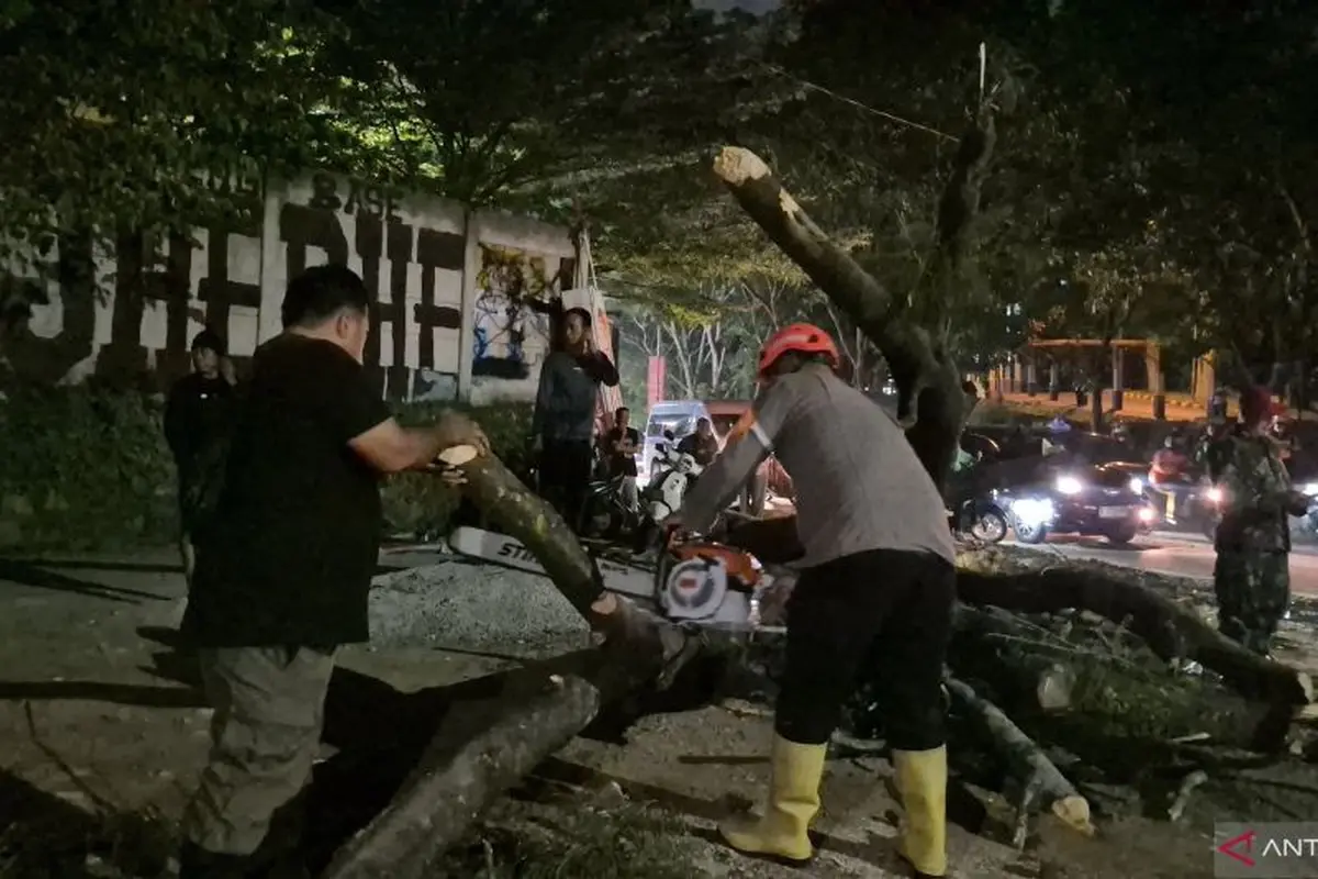 Pohon Tumbang Timpa 5 Pemotor Depan Kampus Unpad Jatinangor