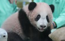 FOTO: Bayi Panda Rio Tumbuh Aktif  Menjelang Diperkenalkan ke Publik