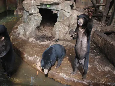 Beruang madu mengangkat tangan mereka dari dalam kandang yang berada di Kebun Binatang Bandung, Jawa Barat, Rabu (18/1). Di antara empat beruang, ada satu beruang yang terlihat paling kurus hingga membuat tulang rusuknya menonjol. (TIMUR MATAHARI / AFP)