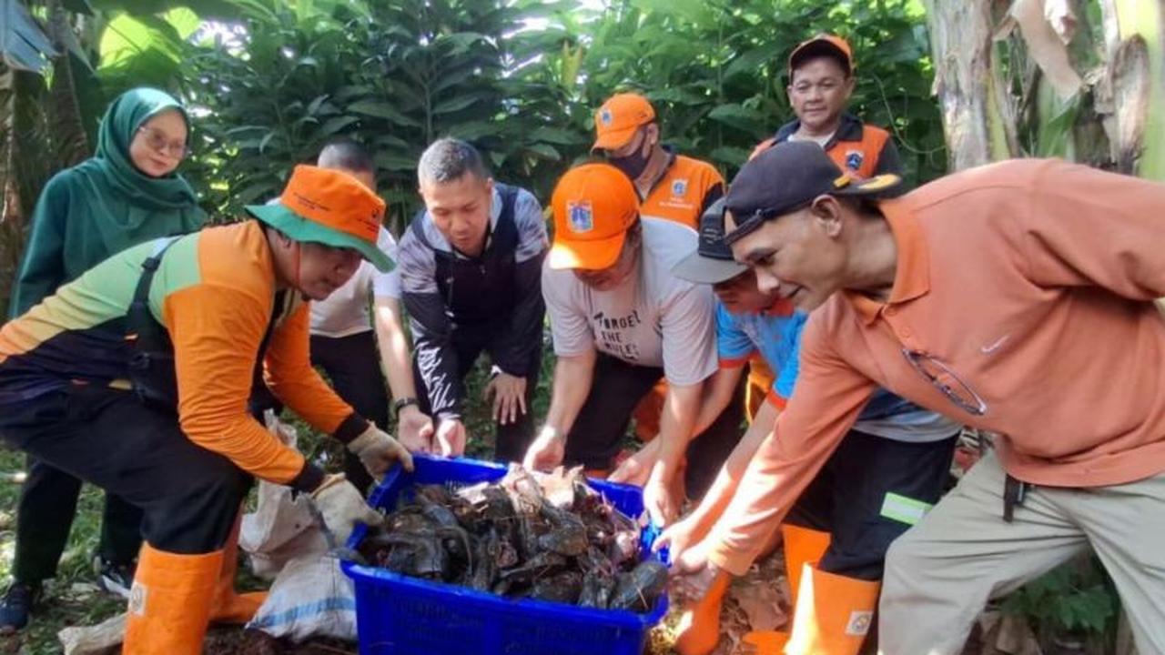 Pemkot Jaksel Gencarkan Penangkapan Ikan Sapu-Sapu Demi Jaga Ekosistem Perairan