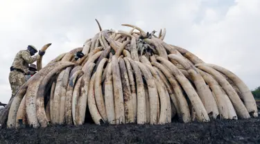 Sejumlah gading gajah hasil sitaan diletakkan untuk dibakar di Nairobi National Park, Kenya, (20/4). Sebanyak 105 ton gading gajah berhasil diamankan petugas Kenya Wildlife Service (KWS). (REUTERS / Thomas Mukoya) 