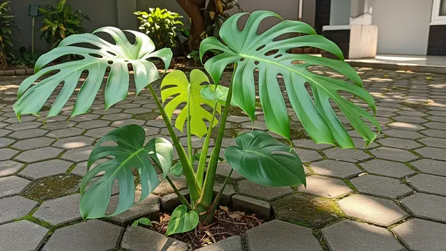 Monstera Deliciosa di Paving Halaman Rumah (Gemini AI)