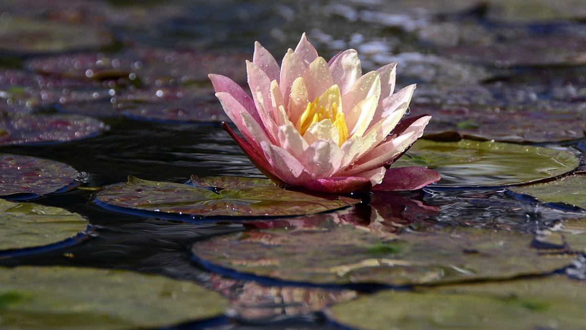 8 Rekomendasi Tanaman Air Terbaik untuk Kolam Ikan, Bikin Ekosistem Tetap Sehat