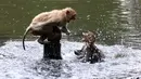 Monyet bereaksi setelah melompat ke sebuah kolam selama hari musim panas di Allahabad, di Uttar Pradesh, India, Rabu (26/5/2020). Pada Senin (24/5), panas terik mencengkeram Uttar Pradesh dan Allahabad adalah tempat terpanas di negara bagian itu dengan suhu 46,3 derajat Celcius. (SANJAY KANOJIA/AFP)