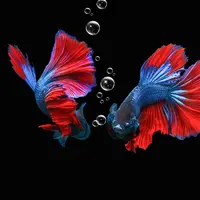 Ilustrasi mimpi, ikan cupang. (Photo by Cuong Nguyen on Pixabay)