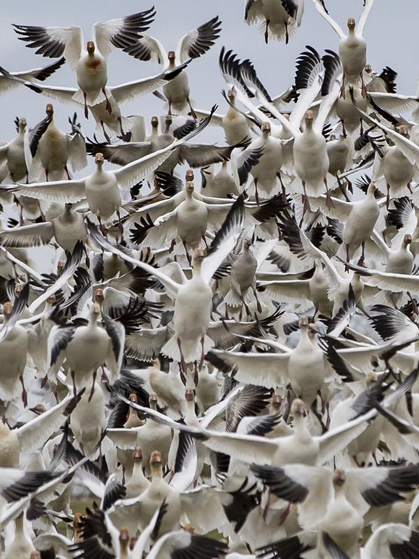 Angsa salju mengudara di Garry Point Park, di Richmond, British Columbia, Kanada pada Minggu (10/1/2021). Kawanan angsa, yang berkembang biak di Siberia, bermigrasi di sepanjang pantai pasifik untuk menghabiskan musim dingin. (Darryl Dyck/The Canadian Press via AP)