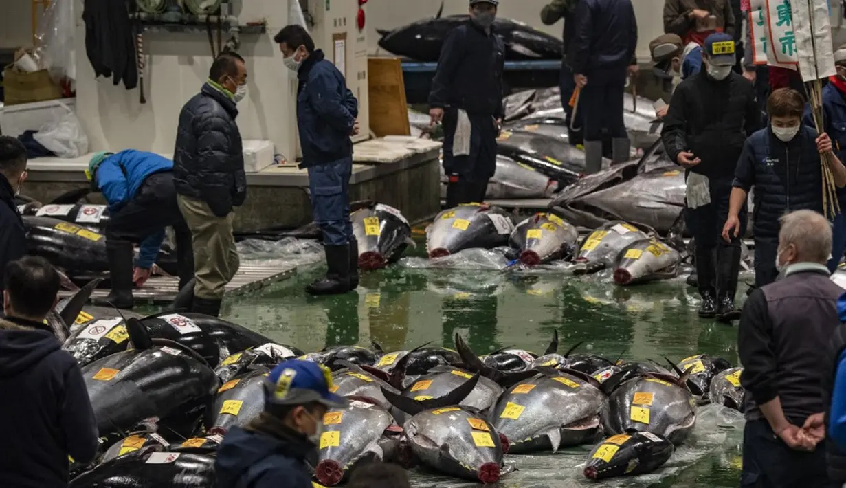 Deretan tuna sirip biru terlihat saat para tengkulak berpartisipasi dalam lelang di Pasar Toyosu, Tokyo, Jepang, 5 Januari 2021. Lelang tuna Tahun Baru tahunan berakhir tanpa perang penawaran yang mencengangkan. (Philip FONG/AFP)