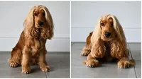 Anjing dengan Bulu Unik. (Sumber: Odditycentral)
