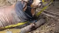 6 Jam Berjibaku di Lumpur, Damkar Sukabumi Selamatkan Sapi 1,4 Ton