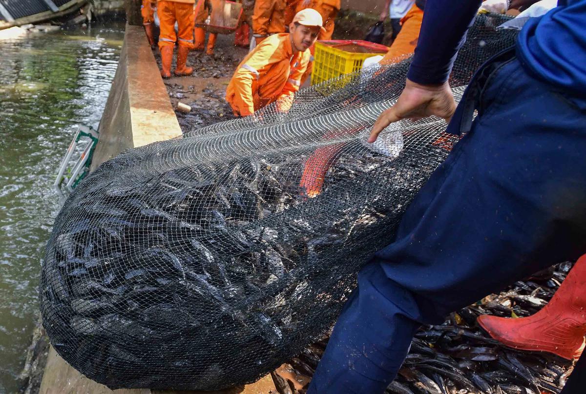 FOTO: Operasi  Penangkapan  Ikan Sapu Sapu di Setu Babakan Capai Lebih dari Tiga Ton