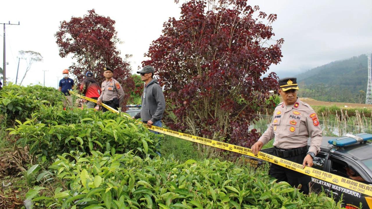 Hektaran Kebun Teh Pangalengan Rusak Diduga Sengaja, Pegawai Resah