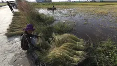 Seorang petani mengumpulkan seikat batang padi untuk dikeringkan di trotoar selama musim panen di desa Svay Bork di luar Phnom Penh, Kamboja, Selasa (3/11/2020). Petani Kamboja mulai memanen padi setelah musim hujan. (AP Photo/Heng Sinith)