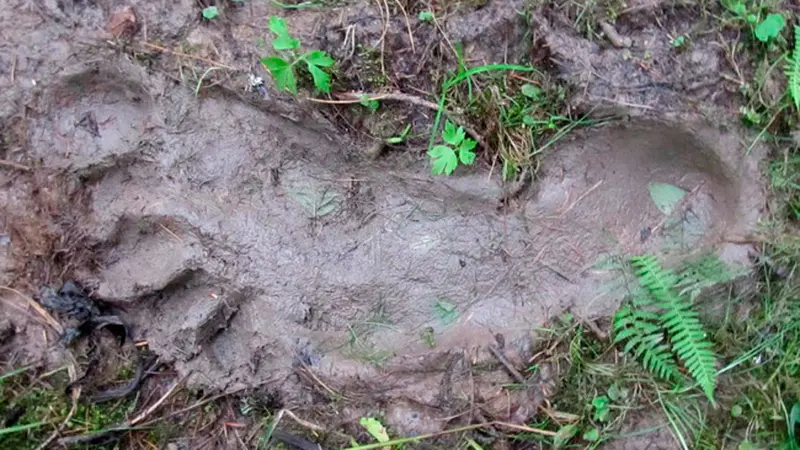 Tapak Kaki Yeti Ditemukan di Siberia