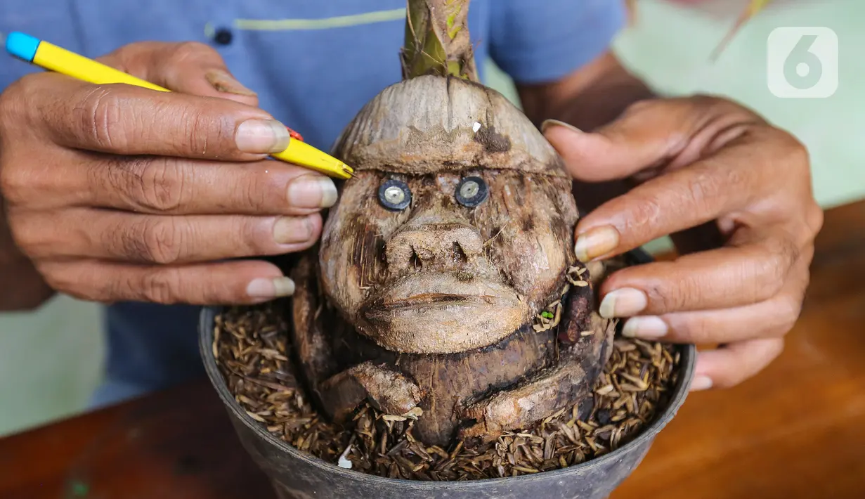 Pengrajin tanaman, Herman Ronda merawat bonsai kelapa berbentuk katak di Jalan Salak, Pamulang, Tangerang Selatan, Senin (13/10/2020). Bonsai dari batok kelapa yang digeluti sejak tahun 2017 dijual dengan kisaran harga 200 ribu - 1,5 juta rupiah. (Liputan6.com/Fery Pradolo)