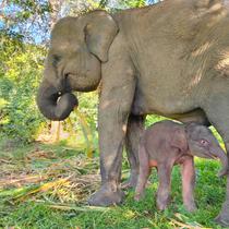 Bayi gajah Sumatera lahir dari induk bernama Yulia di Taman Nasional Way Kambas. (dok. Biro Humas Kemenhut)