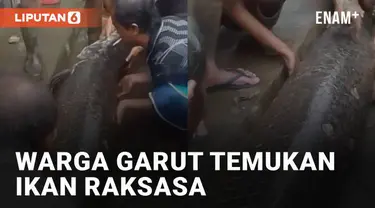 Warga garut dihebohkan dengan temuan ikan raksasa yang terdampar setelah banjir melanda mengundang perhatian