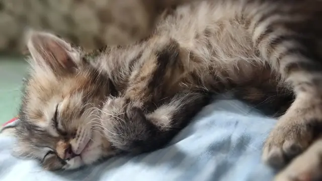 Anak Kucing