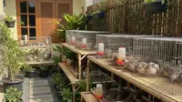 Ternak Puyuh dan Sayur Organik Modal Kecil untuk Pemula di Desa