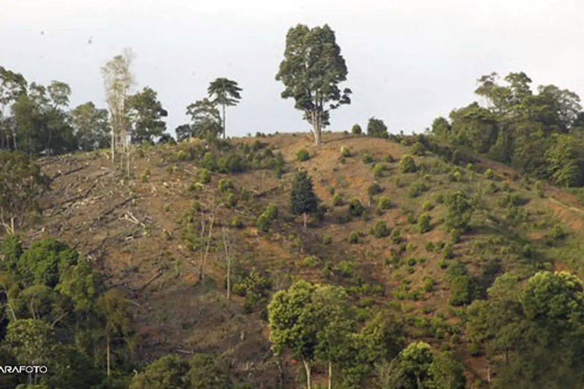 pengelolaan-hutan-130515b.jpg
