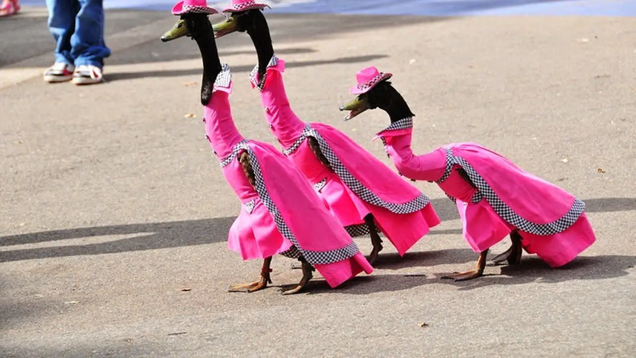 Pied Piper Duck Show. (Amusing Planet)