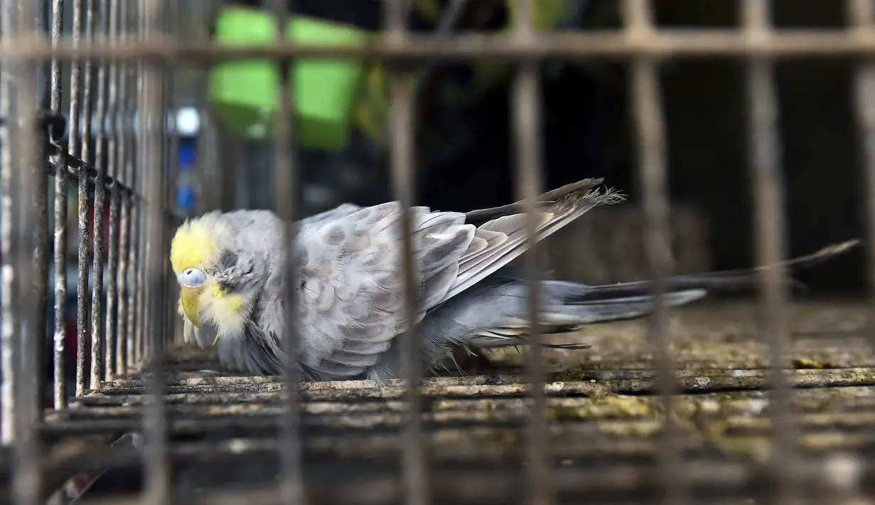 Seekor burung terlihat di dalam sangkar di toko hewan peliharaan yang tutup di Dhaka, Bangladesh pada 14 Juli 2021. Ratusan binatang mati di pasar hewan peliharaan terbesar di Dhaka setelah toko-toko terpaksa tutup saat pemerintah Bangladesh memberlakukan lockdown corona. (Munir UZ ZAMAN/AFP)