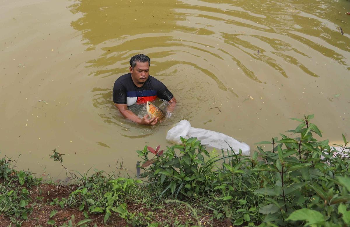FOTO: Mengintip Proses Budidaya Arwana, Si Ikan Hias Berharga Fantastis