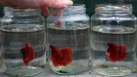 8 Ide Ternak Ikan Mini di Stoples Kaca, Rumah Jadi Estetik dan Menguntungkan