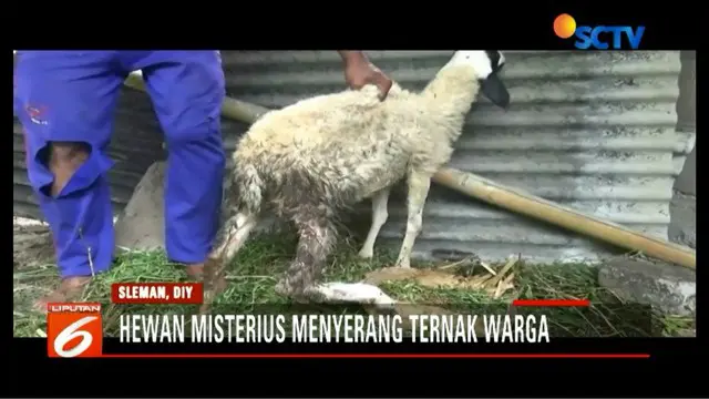 Kambing yang telah siap jual kerap ditemukan tewas dalam kondisi yang mengenaskan. Hewan yang masih hidup juga menderita luka-luka.