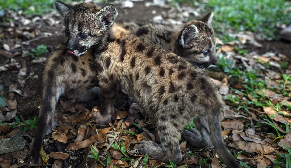 Dua anak puma Amerika (juga dikenal singa gunung atau cougar) yang dilahirkan selama pandemi covid-19 terlihat di pusat penyelamatan dan rehabilitasi "Africa Bio-Zoo" di Cordoba, Meksiko pada 23 Mei 2020. Anak-anak puma dengan bulu berbintik-bintik itu lahir pada 20 Maret 2020. (Victoria RAZO/AFP)