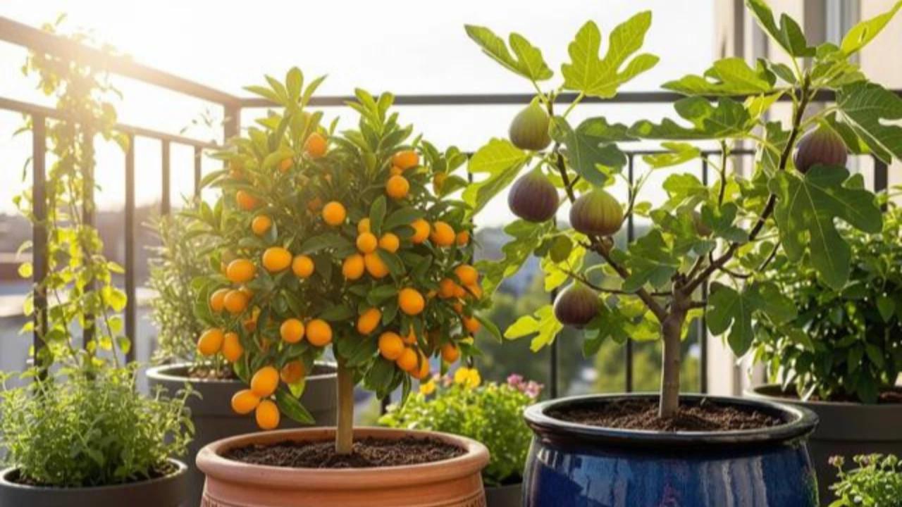 Ciri-Ciri Warna Daun Jadi Tanda Rasa Buah Manis dan Enak