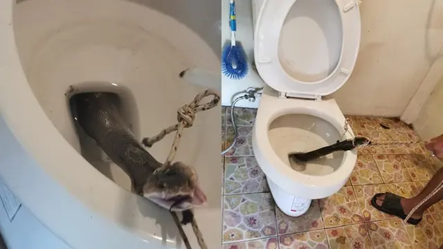 Pria Ini Menemukan Ular Kobra di Toilet Sebelum Menggunakannya, Bikin Merinding