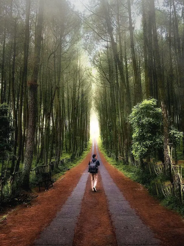 Hutan Pinus Kragilan: Tempat Favorit Pecinta Foto