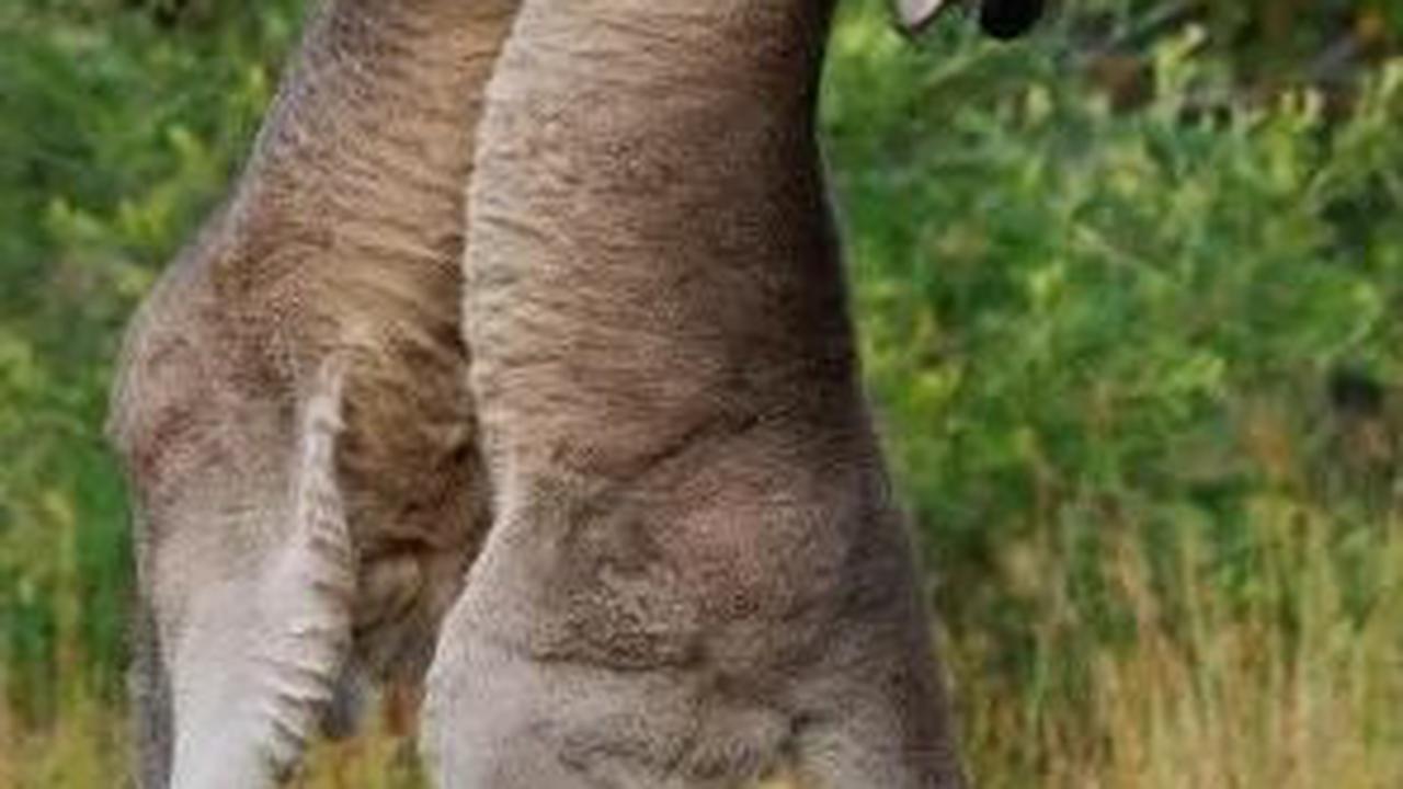 Kanguru adalah hewan yang banyak ditemukan di seluruh Australia, dan serangan mereka terhadap manusia sangat jarang terjadi.