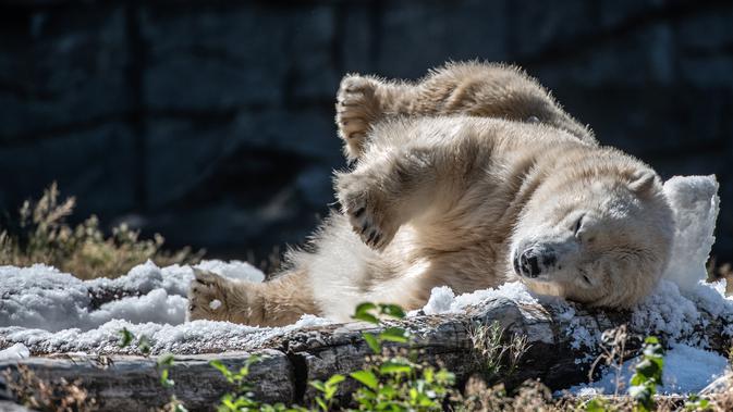 Paling Keren 30 Gambar Kartun Beruang Kutub - Gambar Kartun
