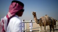 Seekor unta menunggu saat Kontes Kecantikan Unta di Qatar Camel Mzayen Club, Ash-Shahaniyah, Qatar, 2 Desember 2022. Di sana, unta cantik berkaki panjang bersaing untuk dinobatkan sebagai yang paling menarik. (AP Photo/Natacha Pisarenko)